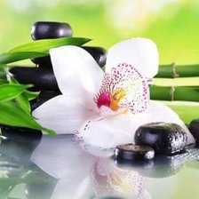 Схема вышивки «Орхидея 10»