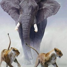 Схема вышивки «№2137592»