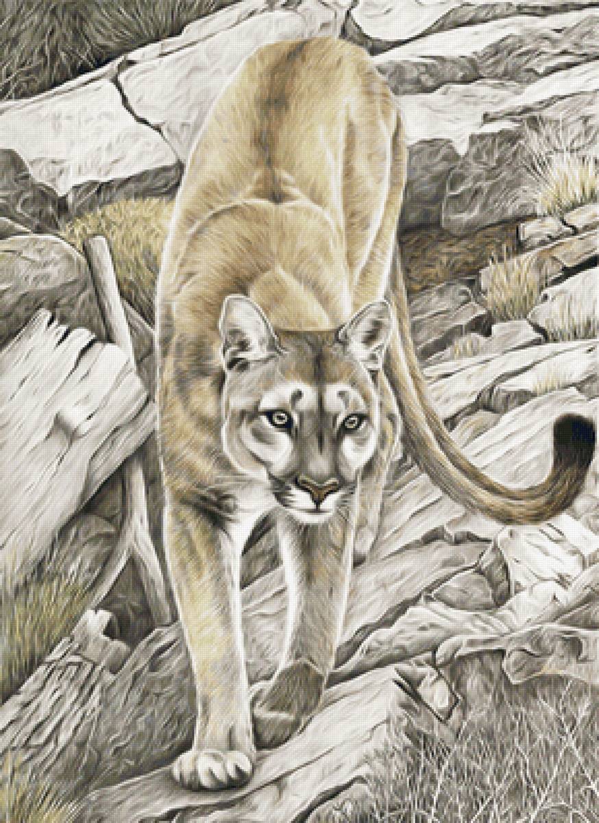 №2137745 - хищники, пума, животные - предпросмотр