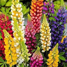 Схема вышивки «№2138114»