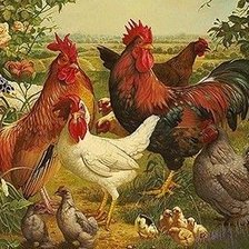 Схема вышивки «Galinhas ,no jardim»