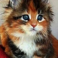 Схема вышивки «котенок»