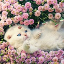 Схема вышивки «cat»