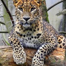 Схема вышивки «дикие»