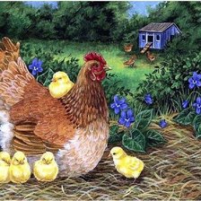 Galinhas,Coloridas,de azul