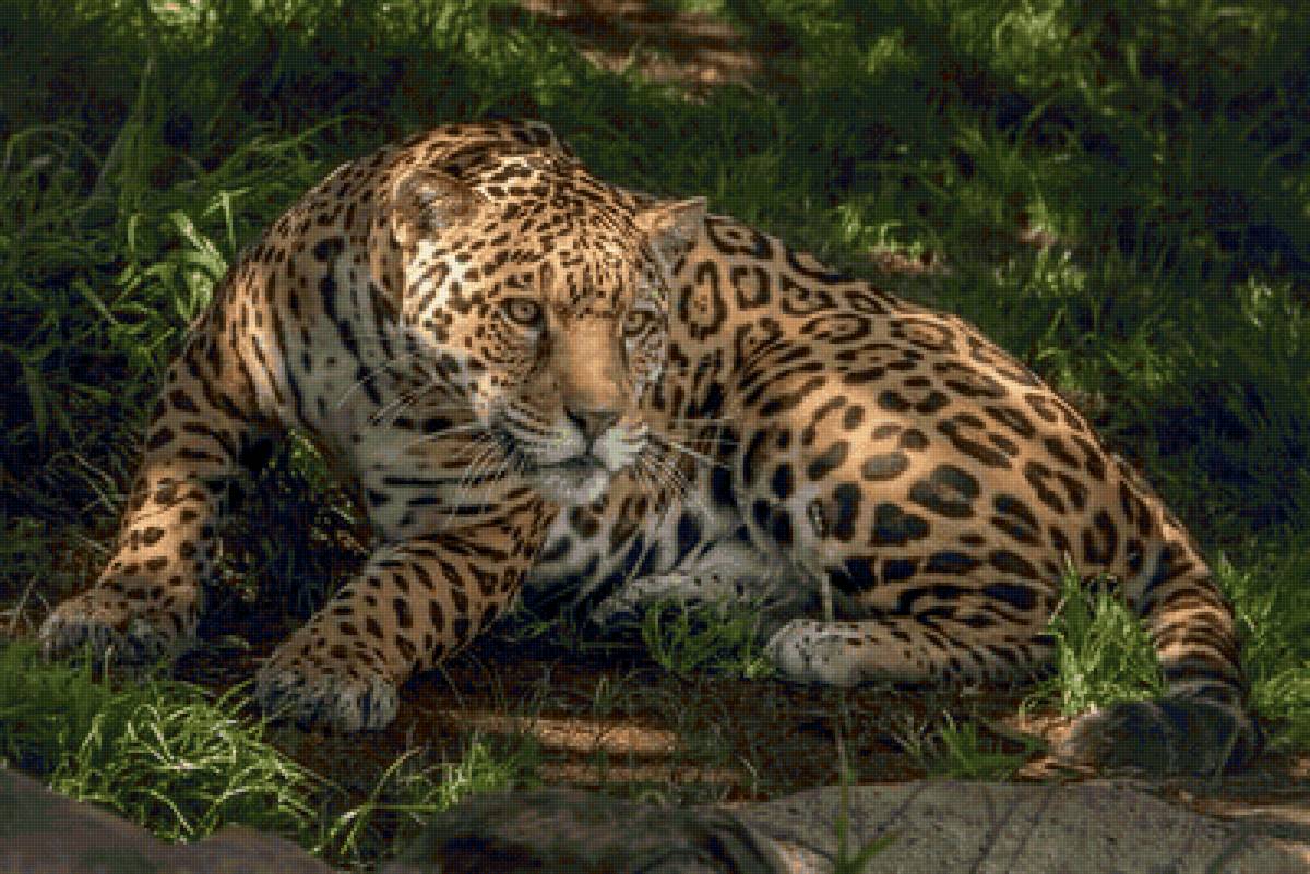 дикие - предпросмотр