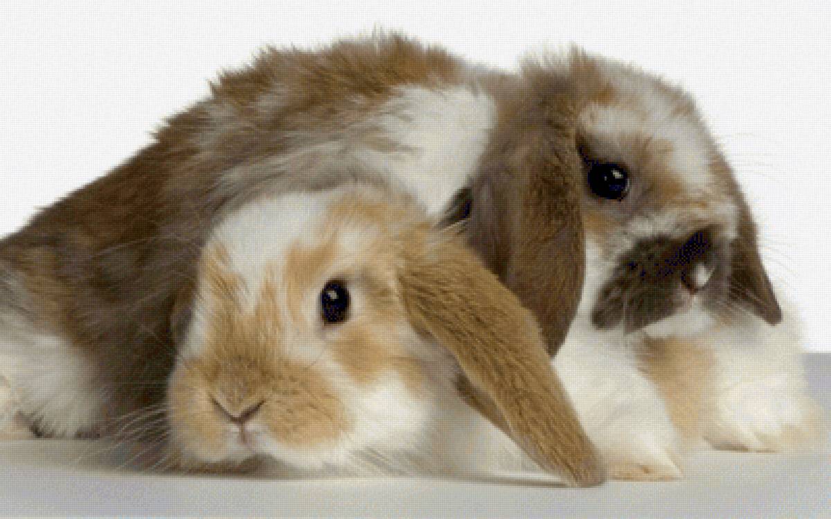 Ушастики - животные, кролики - предпросмотр