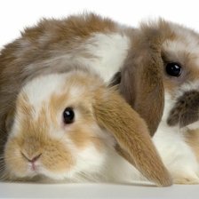 Схема вышивки «Ушастики»