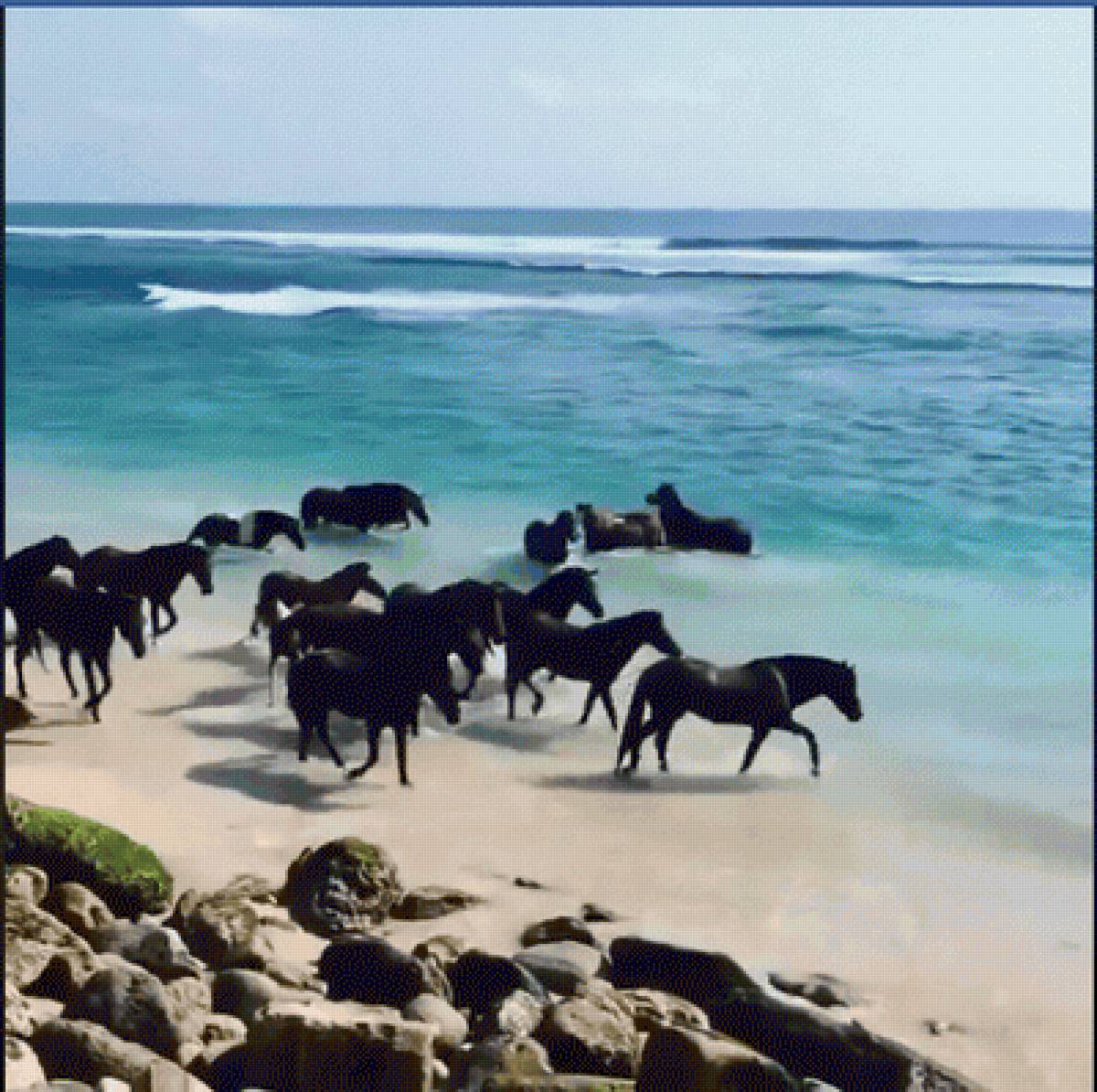 купание лошадей - море, лошади - предпросмотр
