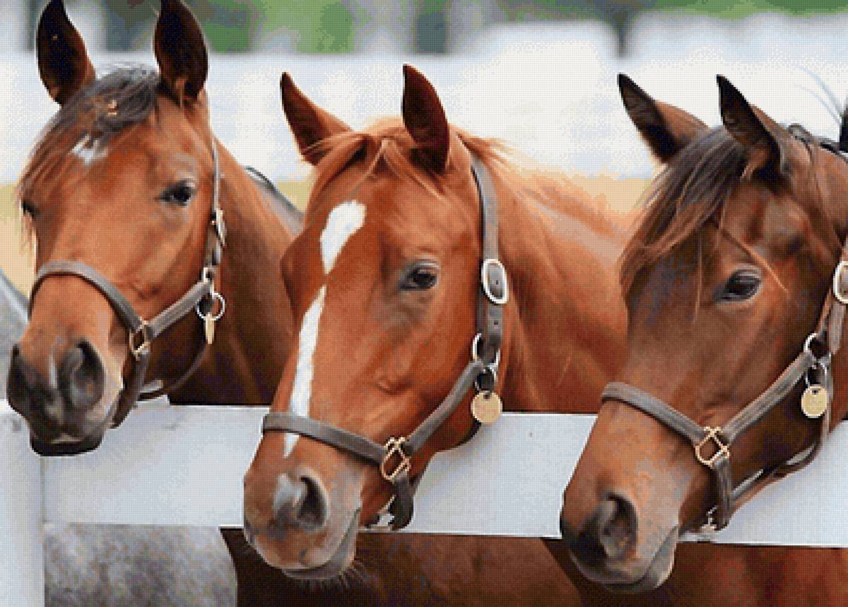 три лошади - предпросмотр