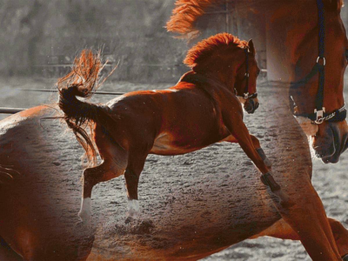 рыжая лошадь - предпросмотр