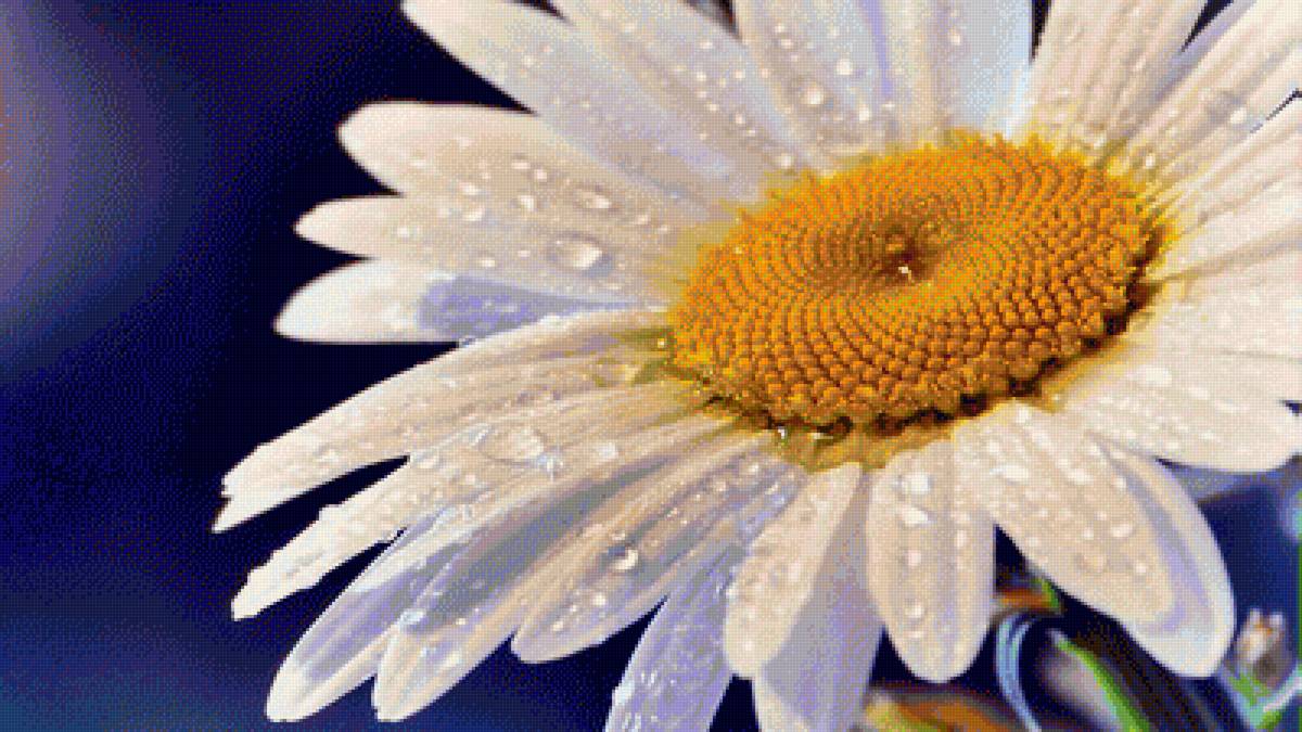 ромашка - предпросмотр