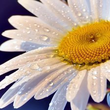 Схема вышивки «ромашка»