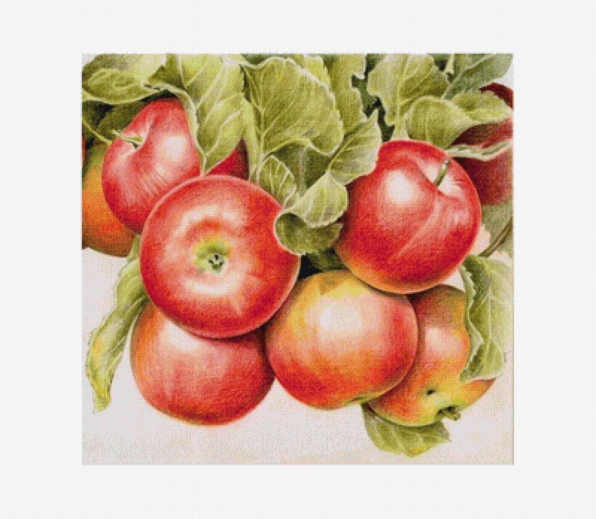 Яблочки - яблоки, фрукты - предпросмотр