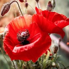 Схема вышивки «Маки»