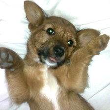 Схема вышивки «Сімона»