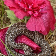 Схема вышивки «№2140351»