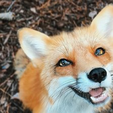 Схема вышивки «№2140353»