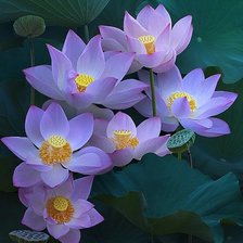 Схема вышивки «цветы»