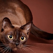 Схема вышивки «котик-охотник»