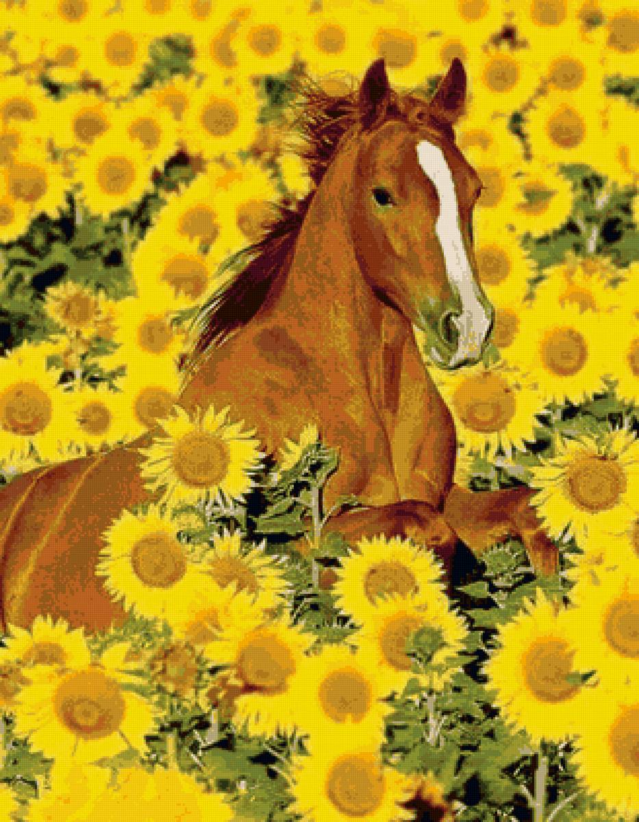 жеребенок - предпросмотр