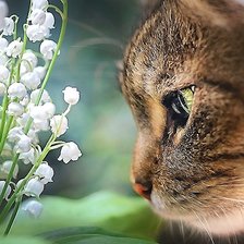 Схема вышивки «№2141018»