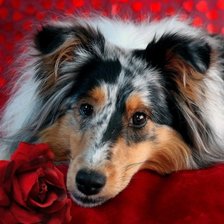 Схема вышивки «колли с розой»