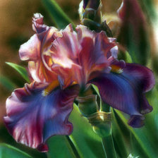 Схема вышивки «ирис»