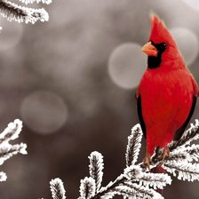 Схема вышивки «кардинал»