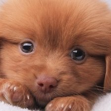 Схема вышивки «рыжий щенок»