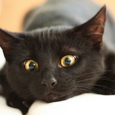 Схема вышивки «черный кот»