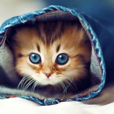 Схема вышивки «котенок»