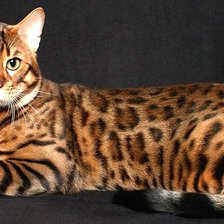 Схема вышивки «кот»