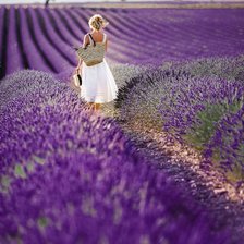 Лавандовое поле