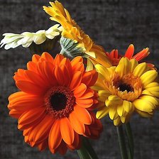 Схема вышивки «Герберы»