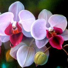 Схема вышивки «орхидеи»