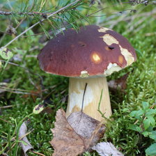 Схема вышивки «Белый гриб»