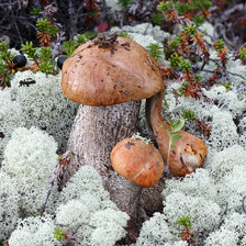 Схема вышивки «Семейка подосиновиков»