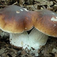 Схема вышивки «Близнецы»