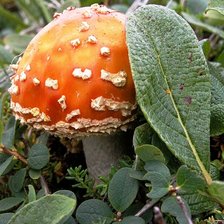 Схема вышивки «Ядовитый красавец»