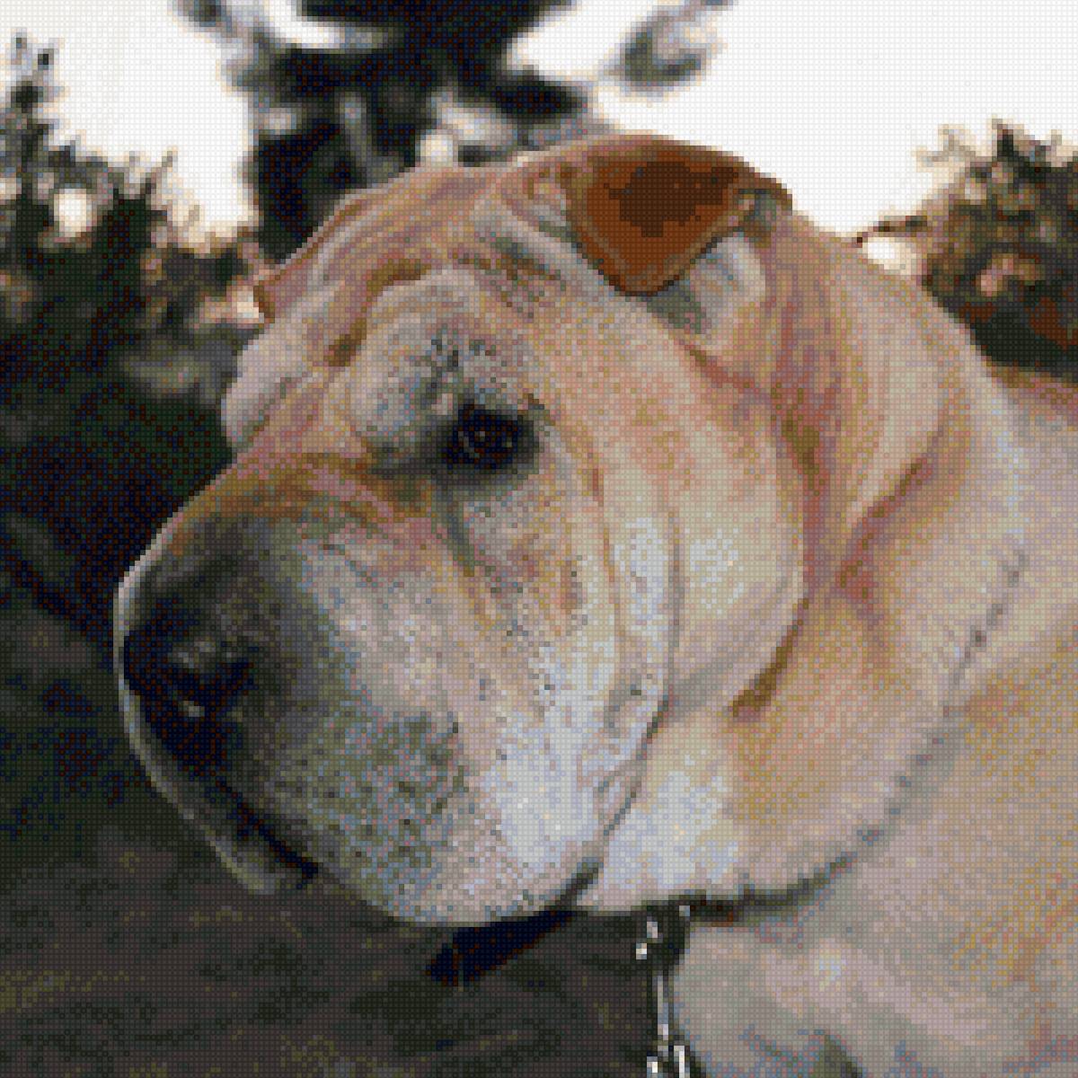 Аппорт - предпросмотр