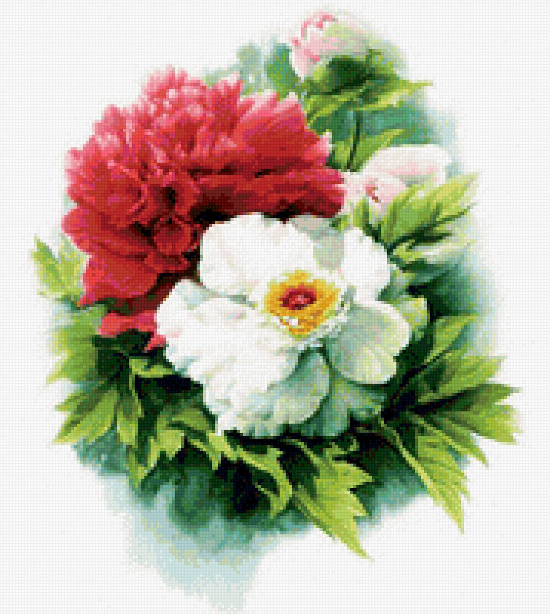 Красно-белые пионы - цветы, красота, красные, пионы, белые - предпросмотр