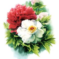 Схема вышивки «Красно-белые пионы»