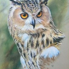 Схема вышивки «Сова»