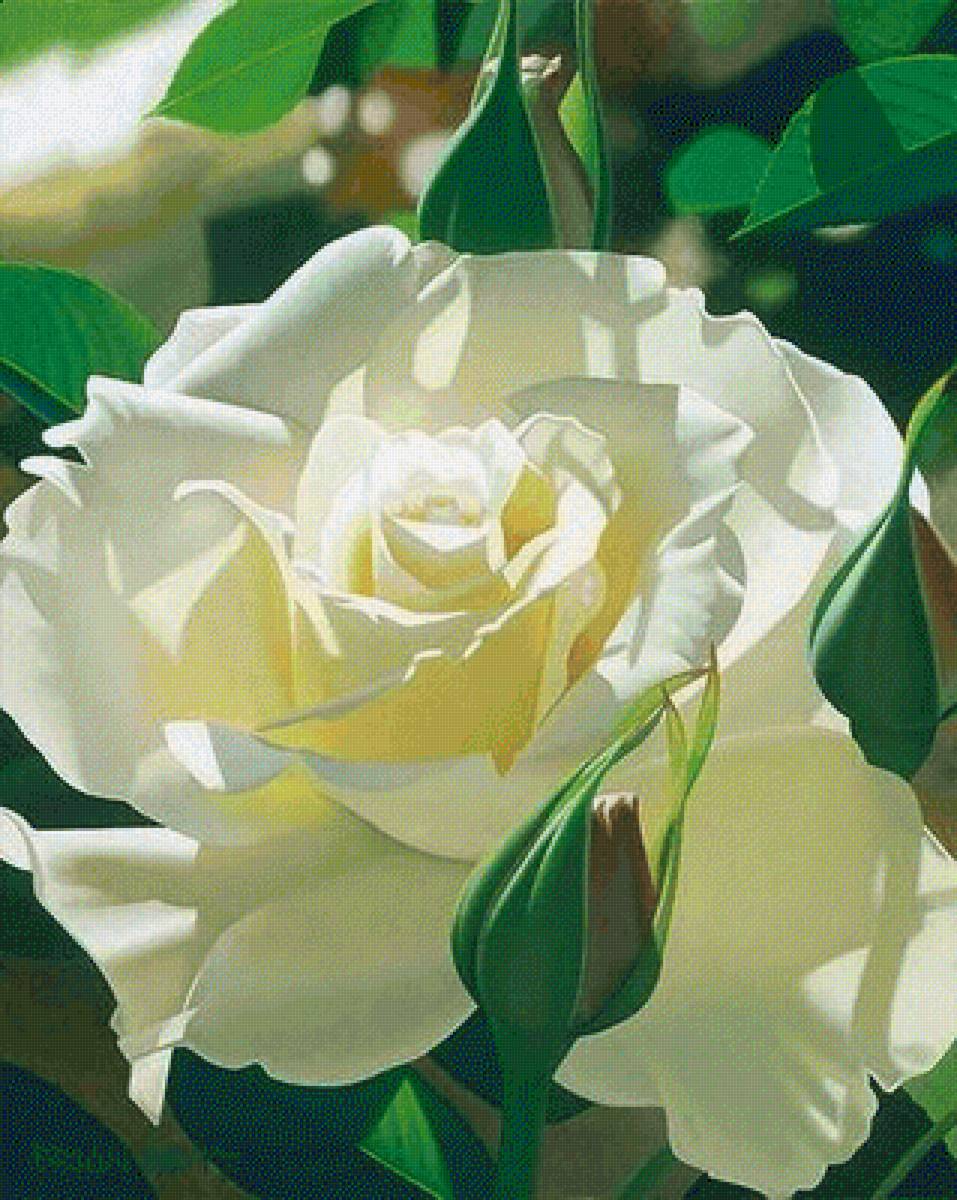 Белая роза - роза, цветы - предпросмотр