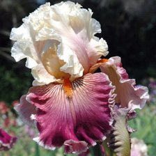 Схема вышивки «Ирис»