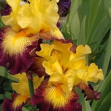 Схема вышивки «Ирис»