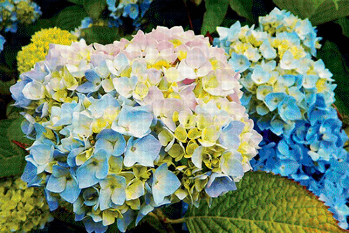 Гортензии (гамма) - голубой, гортензии, цветы - предпросмотр