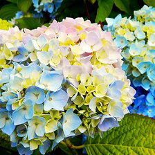 Гортензии (гамма)