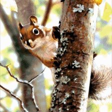 Схема вышивки «белка»